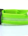 Best LED Dogs Collar