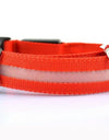 Best LED Dogs Collar